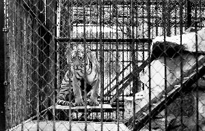上海动物园老虎咬死饲养员 还有3年退休(图)