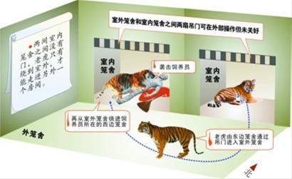 上海动物园否认虎吃不饱咬人 肇事虎不会被安乐死