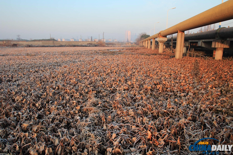 水葫芦残体飘荡浙江绍兴市区河道