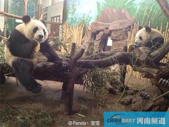 郑州死亡熊猫尸体已火化 鉴定结果最快半月内出