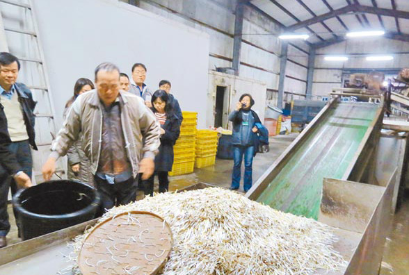 台湾再爆食安问题 工厂用漂白剂生产豆芽日产近5吨