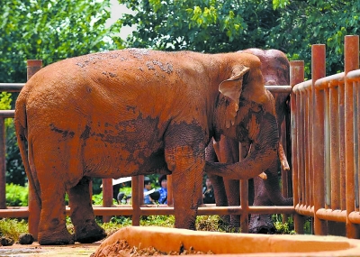 昆明动物园大象惹祸 发怒踩死相处十年“保姆”