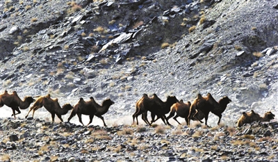 甘肃发现最大野骆驼种群