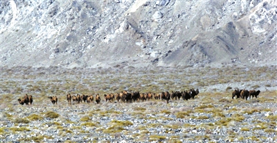 甘肃发现最大野骆驼种群