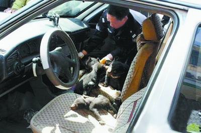 司机载22只小黑熊被民警拦截 自称拉的是土狗（图）
