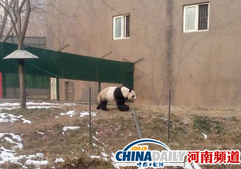 大熊猫锦意死因公布 系细菌合并弓形虫感染致死