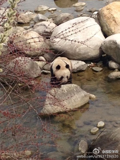 陕西华阳镇频繁出没野生大熊猫 景区三年出现三次
