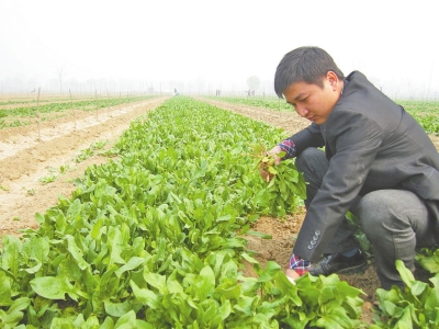 郑州“菠菜哥”80亩菠菜免费送市民 只要去就能挖
