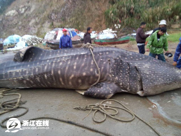 温州渔民捕获万斤大鱼 或遭渔业部门处罚