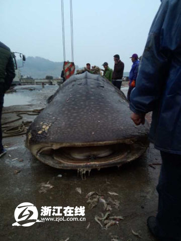 温州渔民捕获万斤大鱼 或遭渔业部门处罚