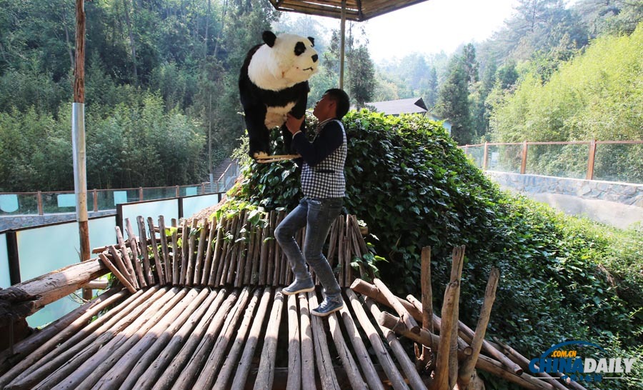 云南唯一大熊猫情绪低落 动物园想尽办法为其找乐