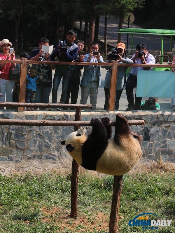 云南唯一大熊猫情绪低落 动物园想尽办法为其找乐