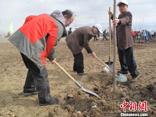 新疆兵团援疆干部在沙漠边缘已累计植树1000多亩