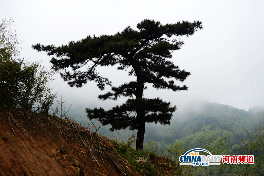 河南商城县黄柏山国家森林公园：杜鹃花开景如画