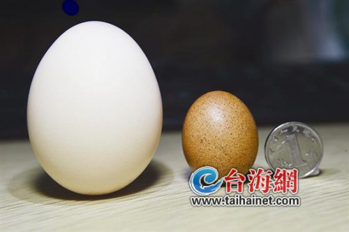 袖珍鸡蛋与一毛硬币,正常鸡蛋的对比图