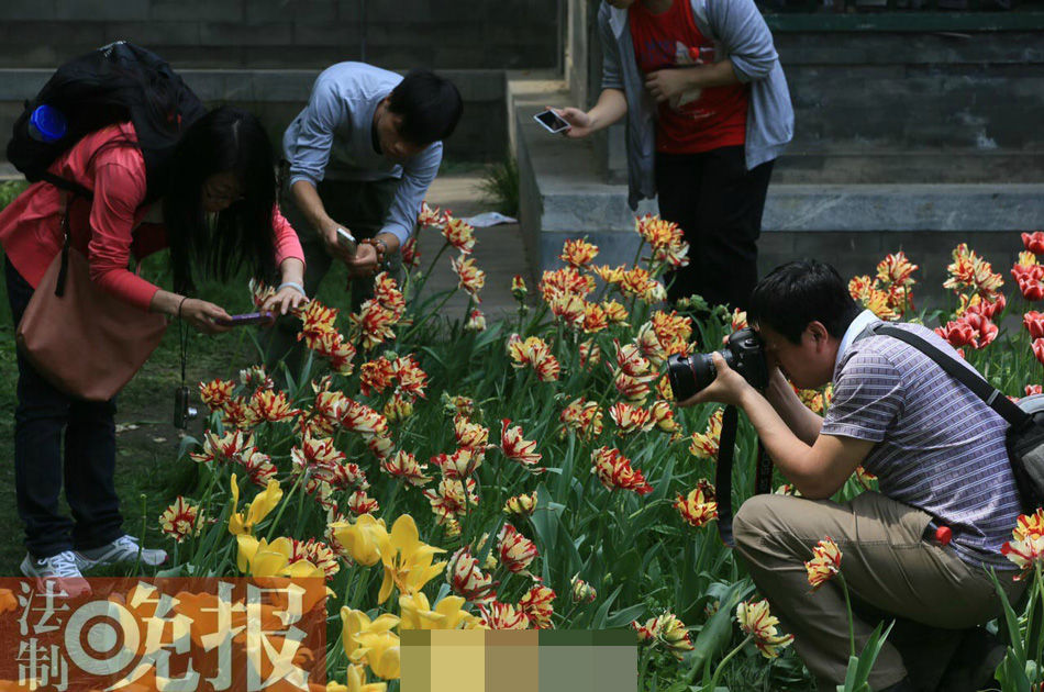 北京郁金香花展：游客连踩带摘