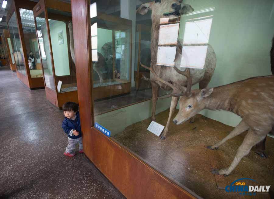 上海自然博物馆即将闭馆