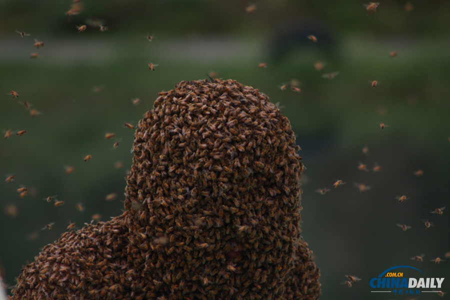 53分34秒！江西“第一蜂人”创吉尼斯世界纪录