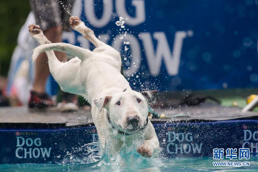 妙趣横生的狗狗跳水比赛[组图]