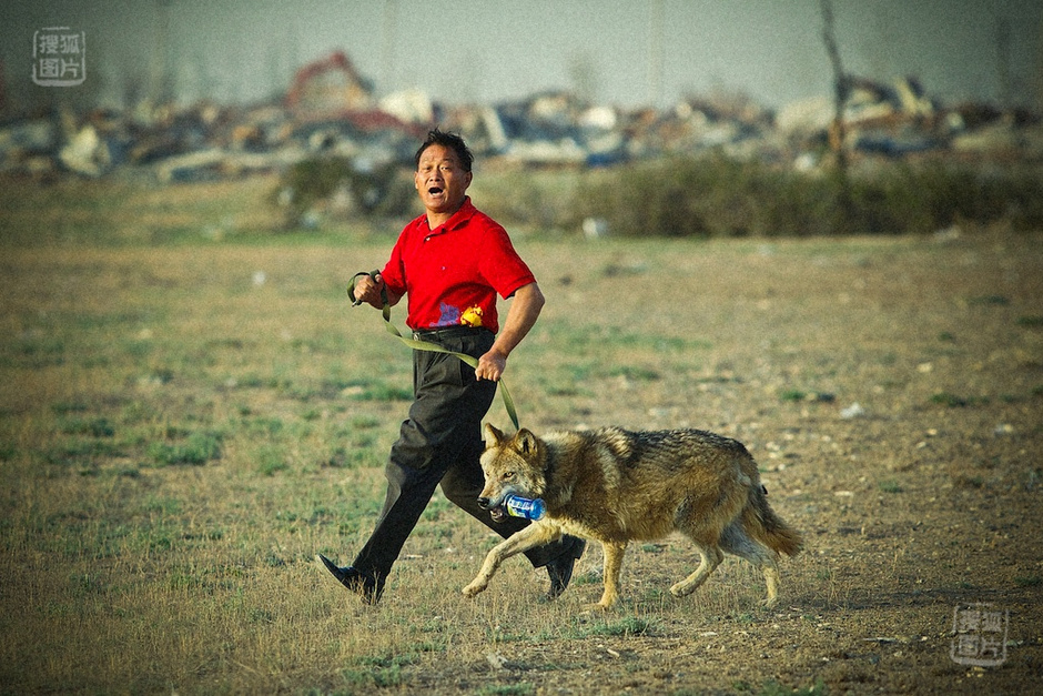 图片故事：驯狼人朱永胜的“狼图腾”