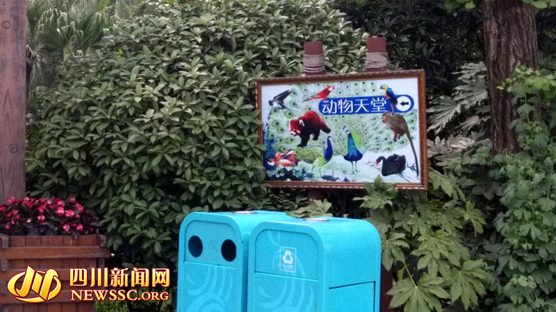 成都欢乐谷绳拴小熊猫供游客合影 30元一张(图)