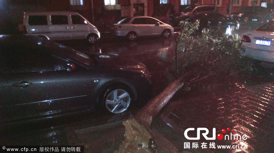 北京突遭狂风暴雨袭击 大树被折断(高清组图)