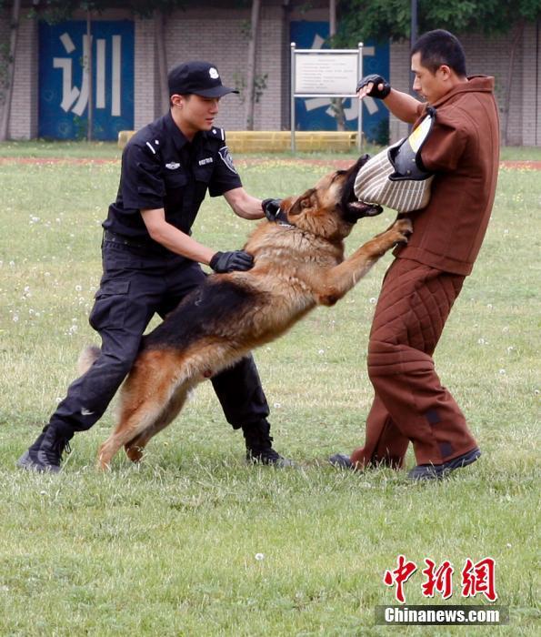 探访北京警犬基地 警员穿扑咬衣“陪练”