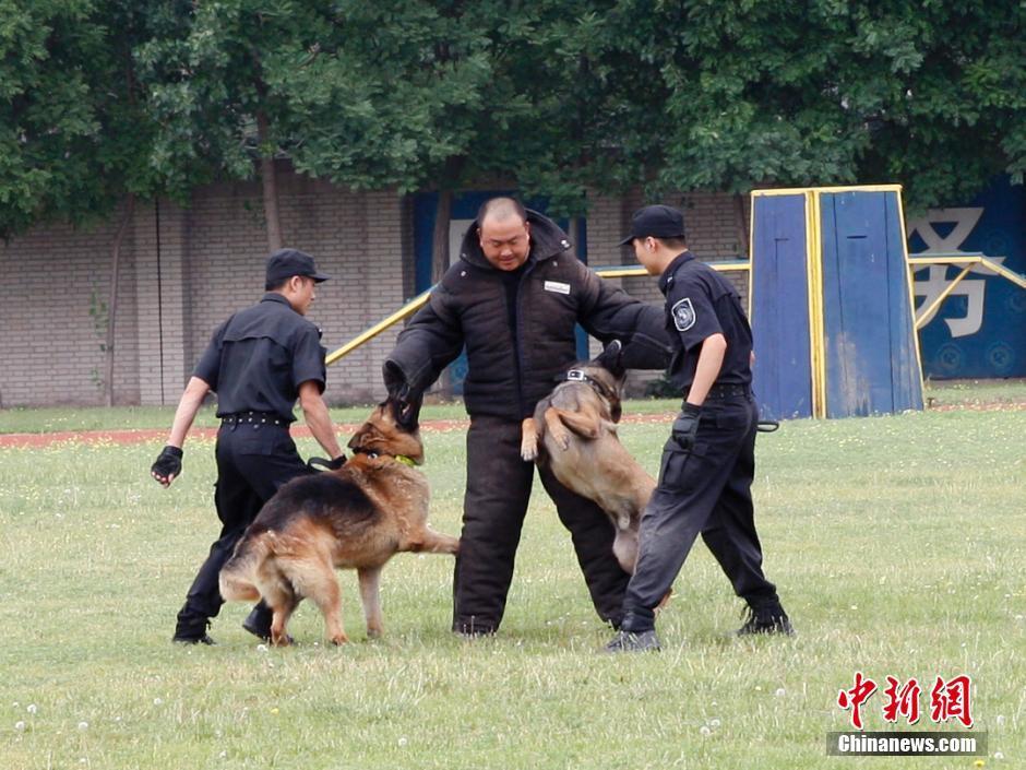 探访北京警犬基地 警员穿扑咬衣“陪练”