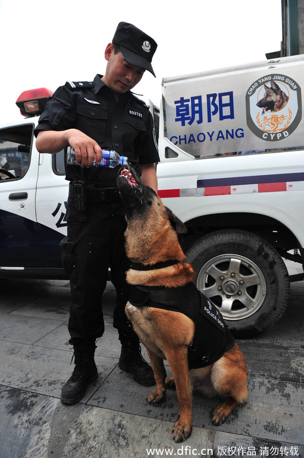 北京650余只警犬街头反恐巡逻[5 中国日报网