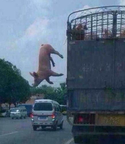 猪在运送途中跳车逃跑 网友:说走就走的旅行