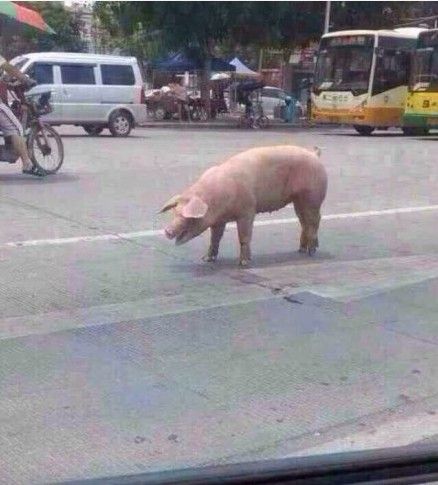 猪在运送途中跳车逃跑 网友:说走就走的旅行