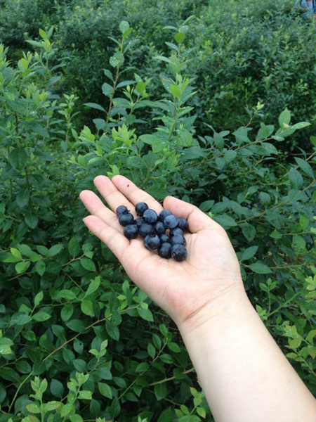 贵州麻江：精耕蓝莓产业打造绿色经济