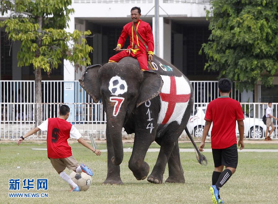 大象“世界杯” 学生们与身画国旗图案的大象踢足球