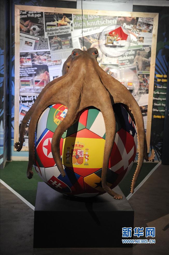 世界杯趣图：谁能复制章鱼保罗“神技”