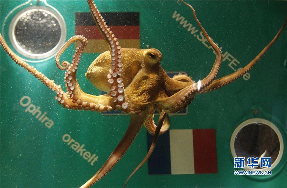 世界杯趣图：谁能复制章鱼保罗“神技”