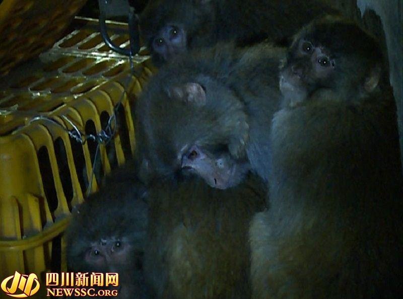 嫌犯四川设陷阱非法猎捕29只猕猴