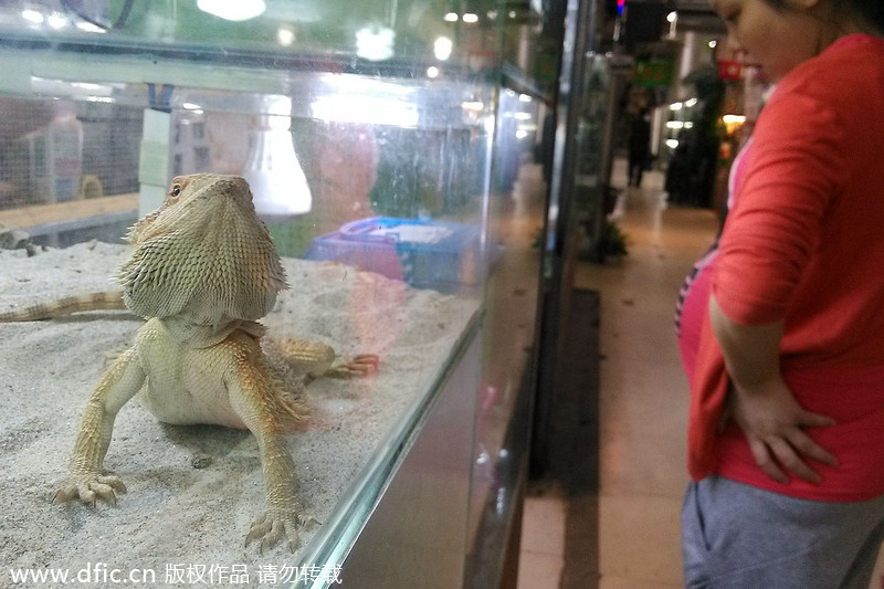 重庆杨家坪花鸟市场稀奇古怪宠物惹眼