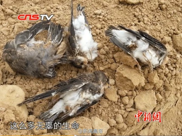 郑州一工地近千燕巢被毁 幼鸟尸体遍地(图)