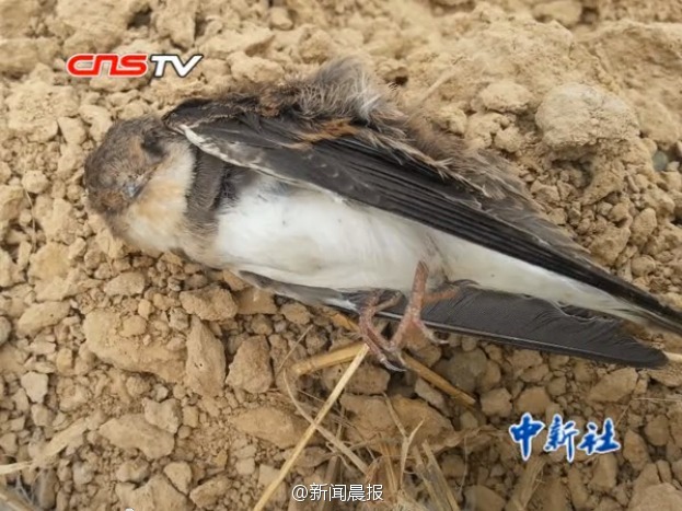 郑州一工地近千燕巢被毁 幼鸟尸体遍地(图)