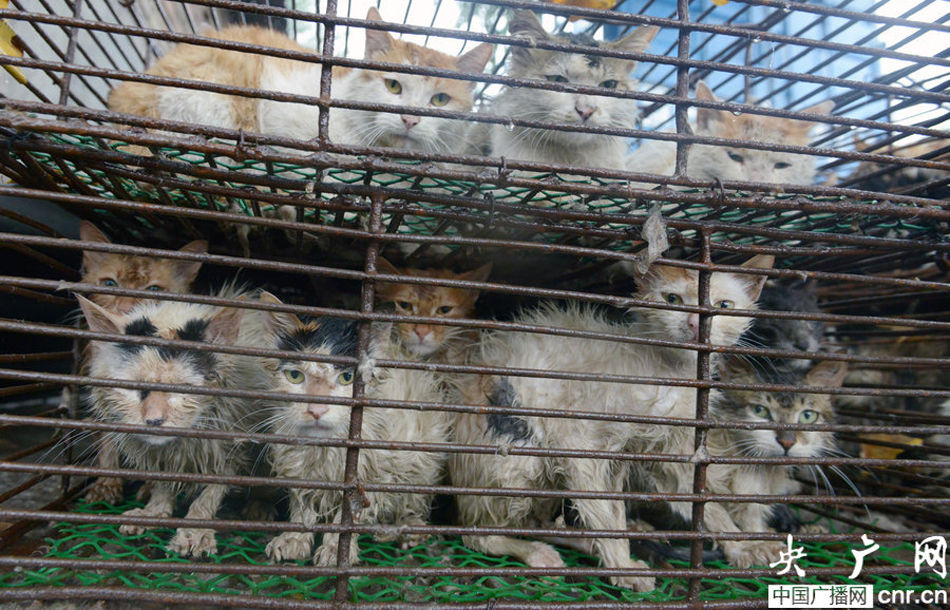 太原100多只猫被囚饭店铁笼中