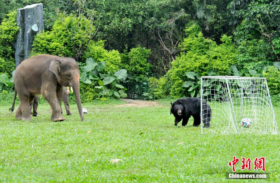广州一动物园上演“动物世界杯”狂欢派对