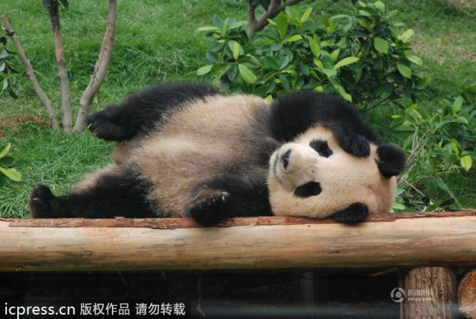 中央赠澳门大熊猫“心心”死亡