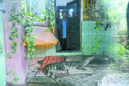 重庆男子在屋顶花园养1.7米长鳄鱼当宠物(图)