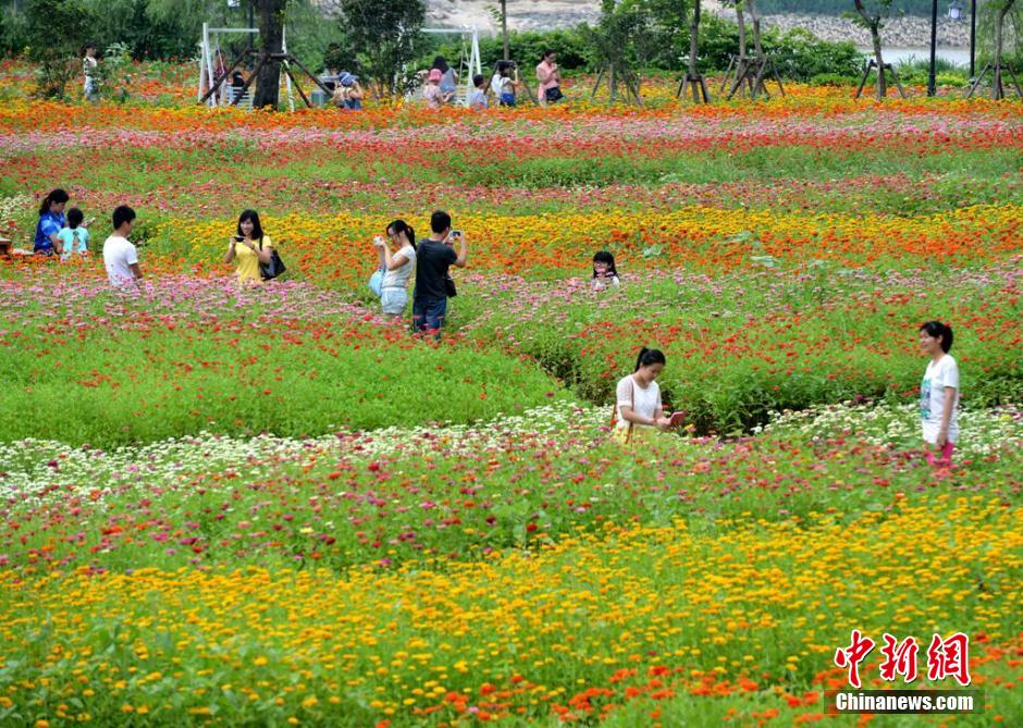 福州市民花海公园看到“花海”