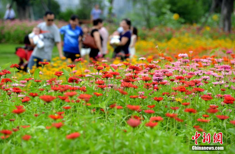 福州市民花海公园看到“花海”