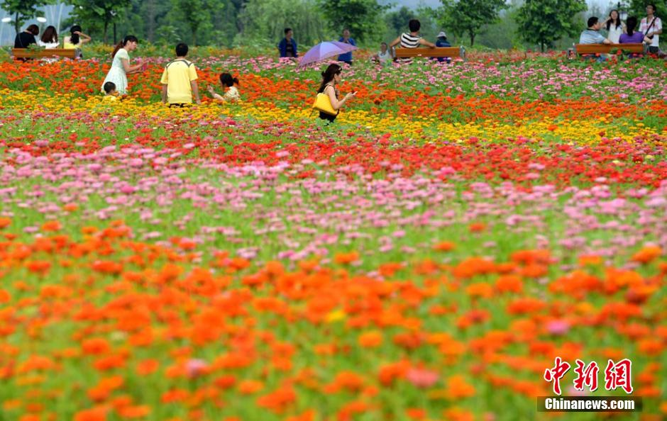 福州市民花海公园看到花海