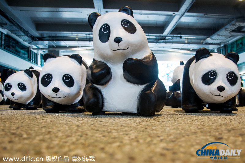 1600纸熊猫完成香港巡游汇聚PMQ 特别版熊猫带baby亮相萌翻观众
