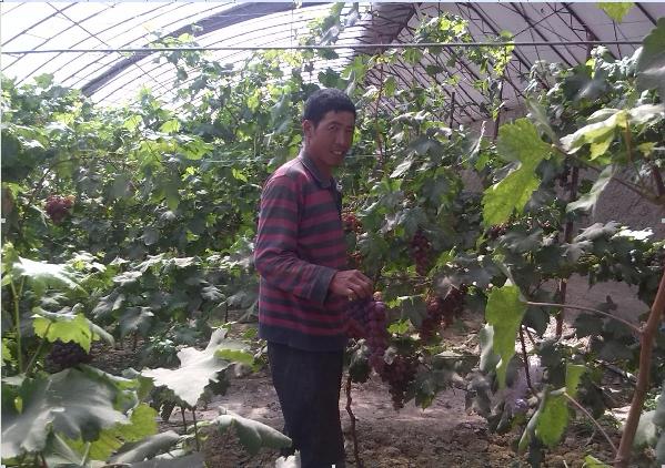 甘肃瓜州县：温室葡萄成为移民增收“钱串串”