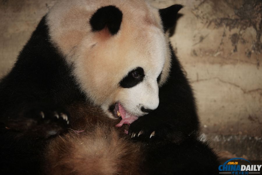 成都大熊猫基地马年首对龙凤胎诞生