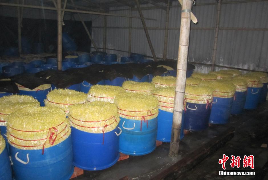 广州警方缴获20吨“毒豆芽” 捣毁四个犯罪窝点